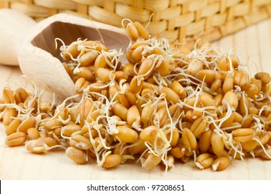 Sprouted wheat seeds Wooden scoop and basket on table