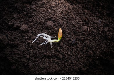 Sprouted Zucchini Seed Close-up On The Ground. Green Seed Sprout, Lush Roots