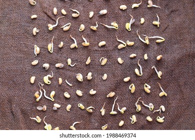 sprouting or germinating test of soyabean seeds before planting. farmers tests germination of seeds before sowing at home. - Shutterstock ID 1988469374
