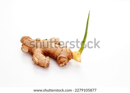 Sprouting Ginger rhizome isolated on white