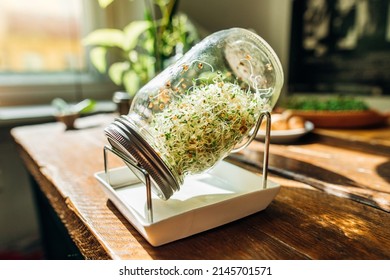 Sprouting glass, germination glass for sprouts, filled with green sprouts,
				alfalfa seeds on a wooden table. 