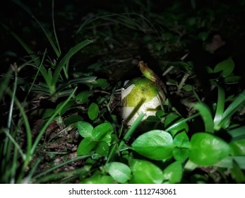 A sprouting Jackfruit seed