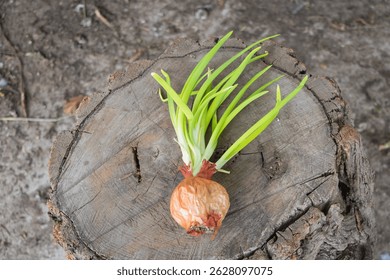 Sprouting Onion Placed on Rustic Tree Stump Concept of Growth, Renewal, and Sustainable Living.