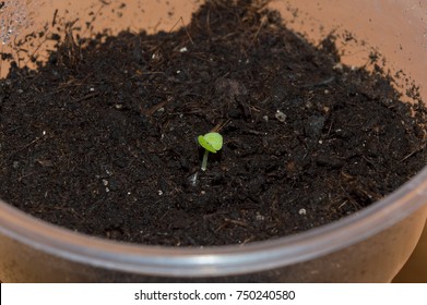 Sprouting Seedling Coleus Soil Seed Propagation Stock Photo 750240580 ...