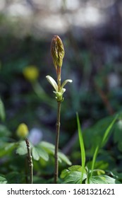 Sprouting Slippery Elm Tree In The Forest                            