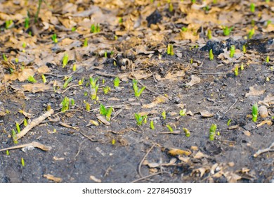 sprouting snowdrops or copses. selective focus - Shutterstock ID 2278450319