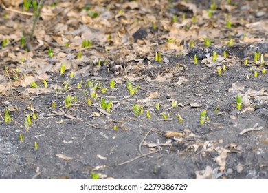 sprouting snowdrops or copses. selective focus - Shutterstock ID 2279386729