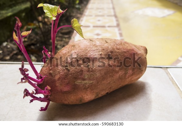 Sprouting Sweet Potato Stock Photo (Edit Now) 590683130