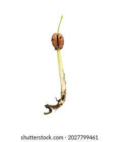 Sprouting tree isolated on white background.