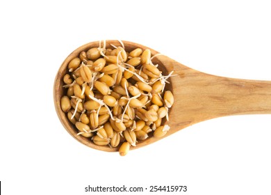 Sprouting whole wheat in a wooden spoon isolated