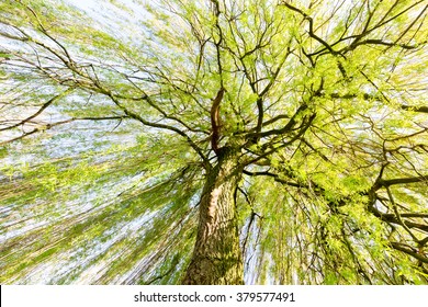 Sprouting Willow Tree With Green Leaves In Spring Season