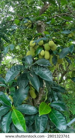 sprouting young Artocarpus integer fruits on the branches.