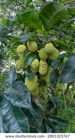 sprouting young Artocarpus integer fruits on the branches.