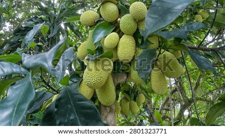 sprouting young Artocarpus integer fruits on the branches.