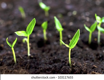 113,230 Plant sprouts field Images, Stock Photos & Vectors | Shutterstock