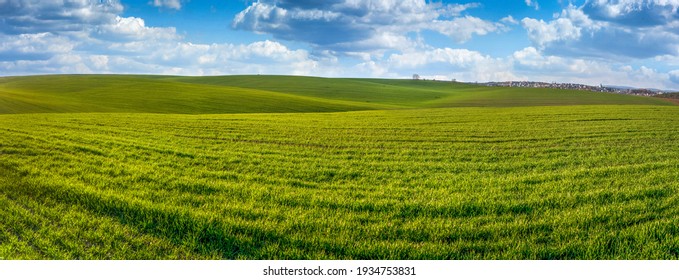 sprouts of cereals, hills and lines of spring green field and beautiful sky with clouds
