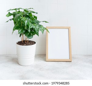 Sprouts Of Coffee Plant Tree In A Pot On The Table And Mock Up Poster Frame
