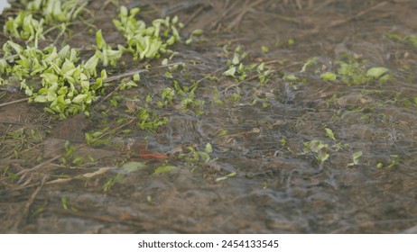 Sprouts of the first grass in a spring stream. First green grass in spring. Slow motion.
