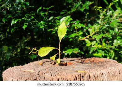 Sprouts Growing From The Stump, Growth, Image Material