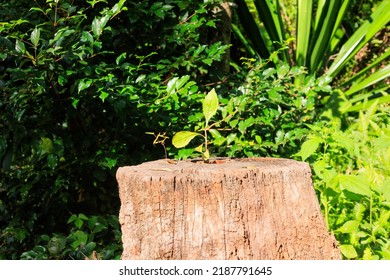 Sprouts Growing From The Stump, Growth, Image Material