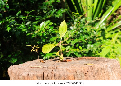 Sprouts Growing From The Stump, Growth, Image Material