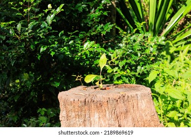 Sprouts Growing From The Stump, Growth, Image Material