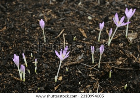 The sprouts of the Kohlikum flower sprouting from the soil. Delicate flowers break through the soil.