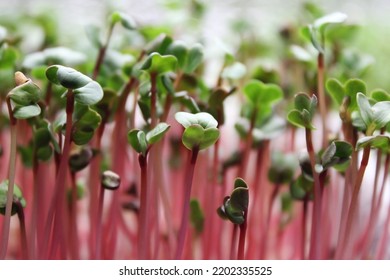 Sprouts of microgreen radish red coral. Selective focus photo of fresh microgreens close up - Powered by Shutterstock