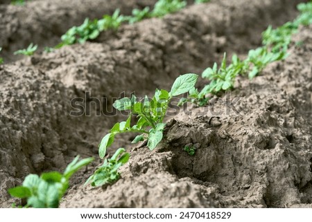 Similar – Foto Bild Blühende Kartoffel, junge frische Pflanze wächst auf Ackerland oder Feld. Fruchtbaren schwarzen reichen Boden, chernozem. Blick auf goldene Stunde, sonnige Strahlen Hintergrund. Landwirtschaft, Gemüse, Bio, Anbau. Hoch