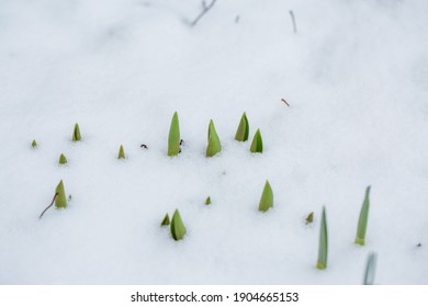 Sprouts of tulips covered with snow. Tulips under snow.