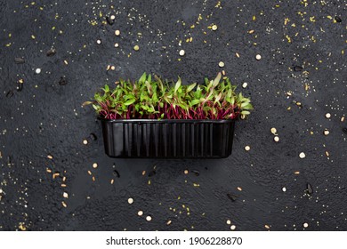 Sprouts vegetable beet, micro, microgeen