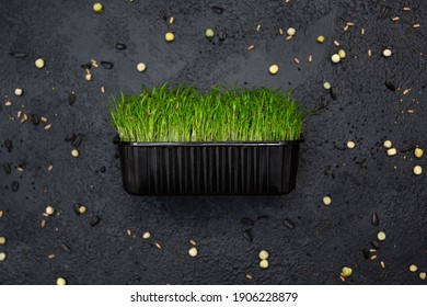 Sprouts vegetable carrot, micro, microgreen.
