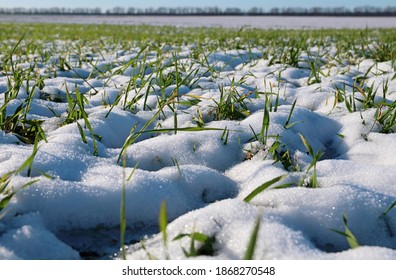 Sprouts Of Winter Wheat. Young Wheat Seedlings Grow In A Field. Green Wheat Covered By Snow.