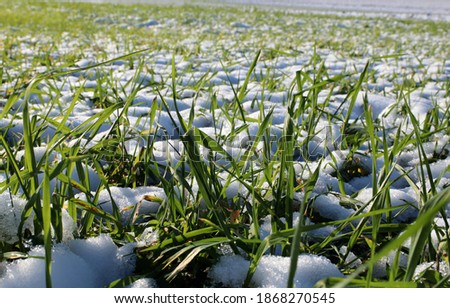 Sprouts of winter wheat. Young wheat seedlings grow in a field. Green wheat covered by snow.