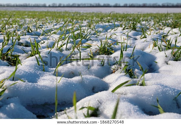 Sprouts of winter wheat. Young wheat\
seedlings grow in a field. Green wheat covered by\
snow.