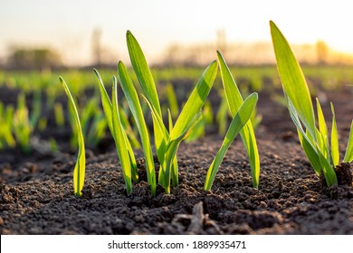 Sprouts of young barley or wheat that have just sprouted in the soil, dawn over a field with crops. - Shutterstock ID 1889935471
