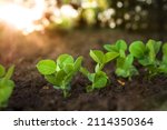 Sprouts of young pea plants grow in rows in a field in the rays of the sun. Selective focus.