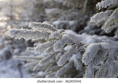 spruce 