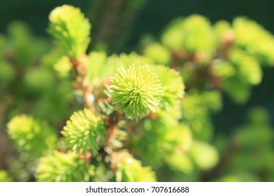 Spruce