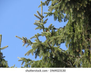 A spruce against a blue sky. A tall fir tree in winter against the blue sky.
