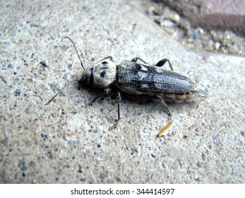 Spruce Bark Beetle Posing For The Camera