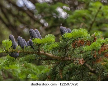 Spruce With Black Cones