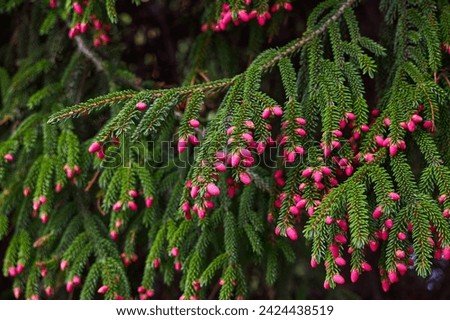 Spruce blossom. Small bright pink color young coniferous flowers or cones growing on fir-tree brushes