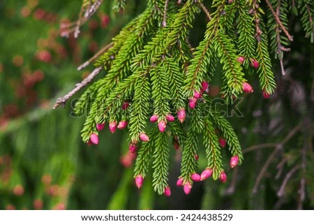 Spruce blossom. Small bright pink color young coniferous flowers or cones growing on fir-tree brushes