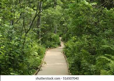 Spruce Bog Boardwalk At Bangor City Forest, Maine