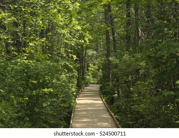 Spruce Bog Trail At Bangor City Forest, Maine