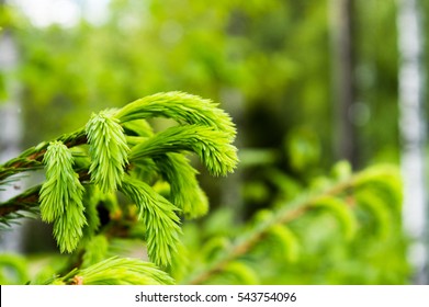 spruce branch