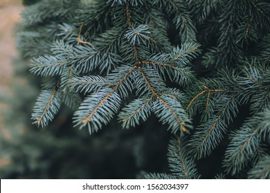 Spruce branch. Beautiful branch of spruce with needles. Christmas tree in nature. Green spruce. Spruce close up. 