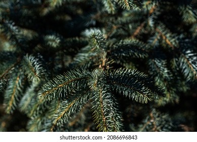 Spruce branch. Beautiful branch of spruce with needles. Christmas tree in nature. Evergreen. Spruce close up. Natural green coniferous background texture. Selective focus.