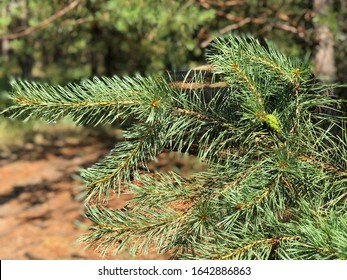 Spruce branch. Beautiful branch of spruce with needles. Green spruce. Spruce close up.